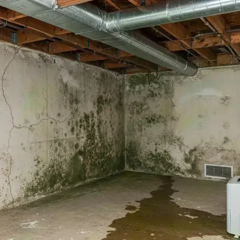 Professional Mold Removal in Marshall, AK